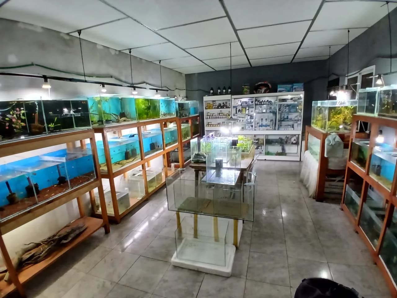 Acuario Splender - Exhibición y cuidado de peces
